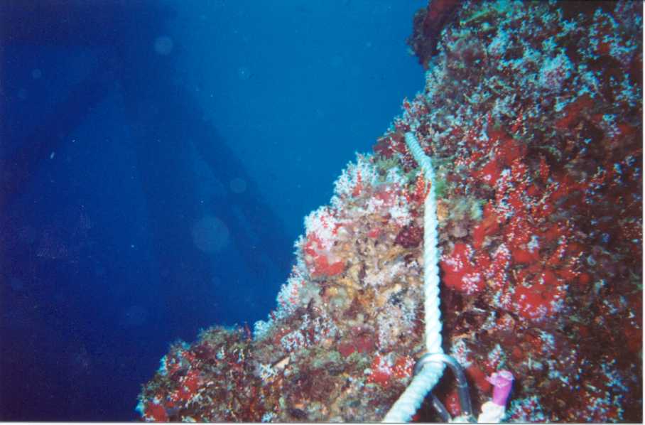 Corpus Rig Diving