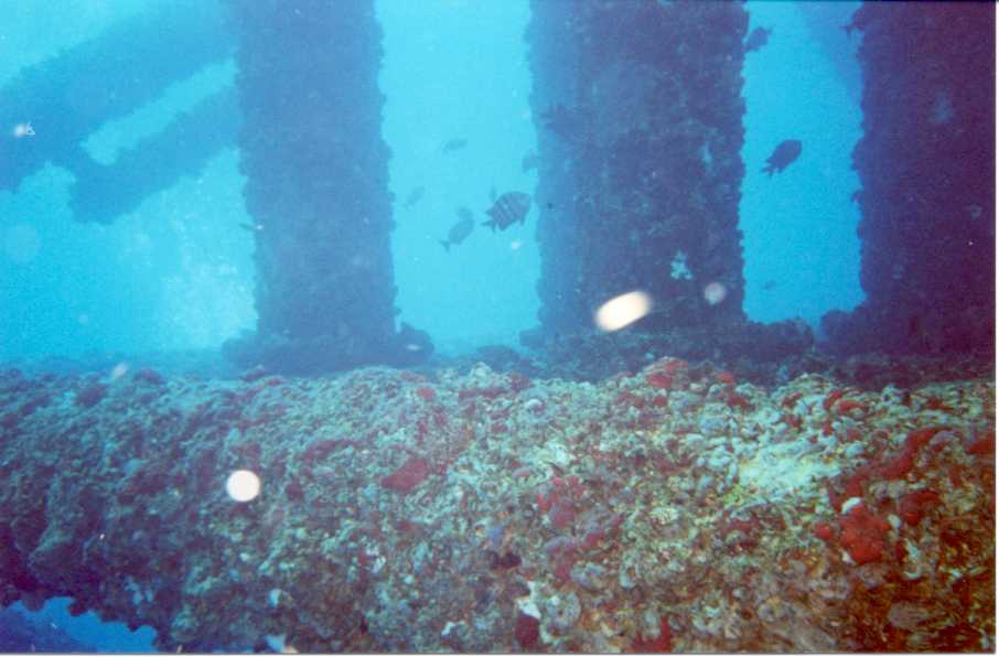 Corpus Rig Diving