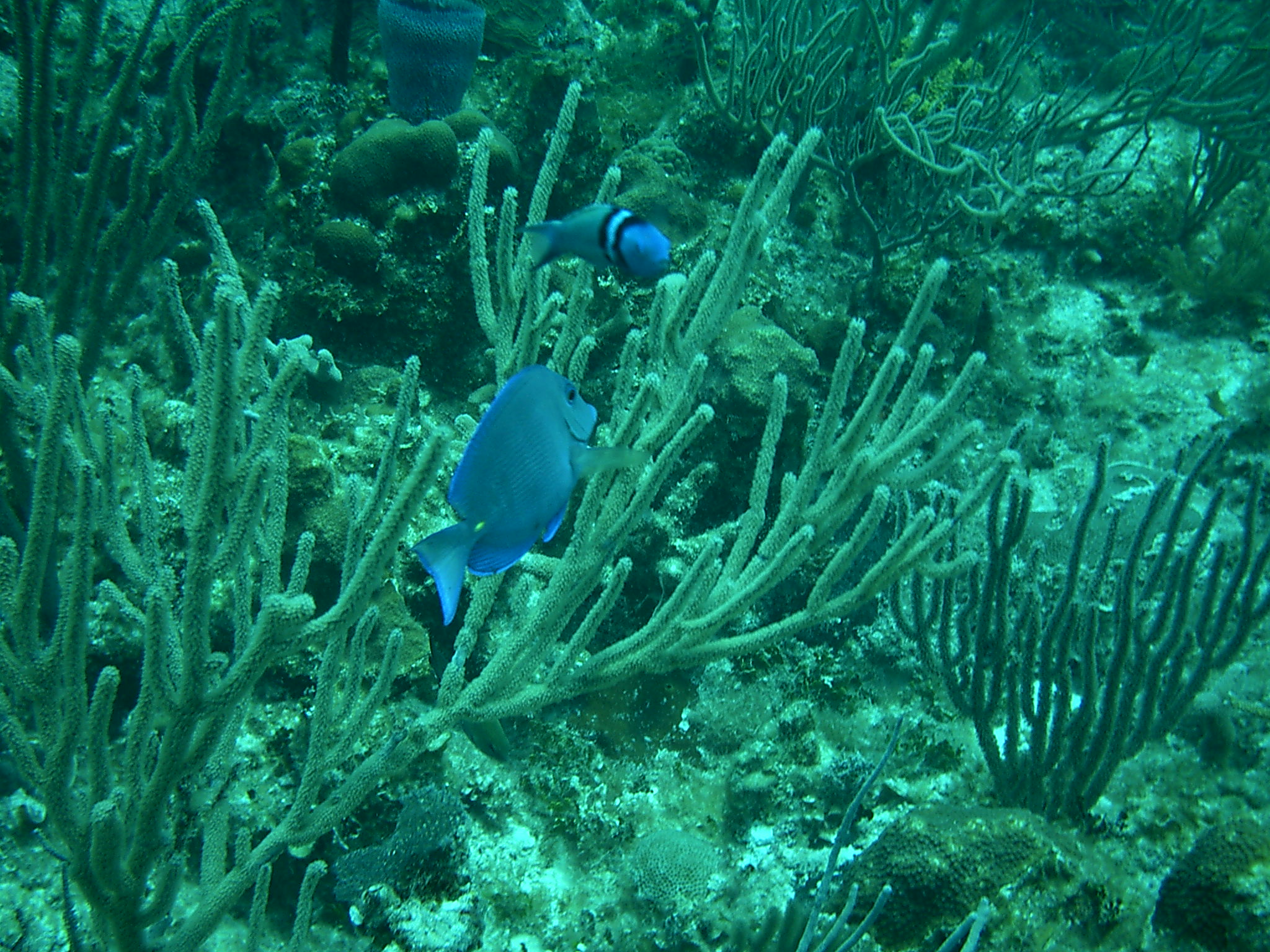 Costa Maya Reef
