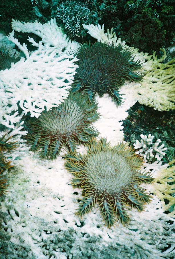 COTs feeding on coral