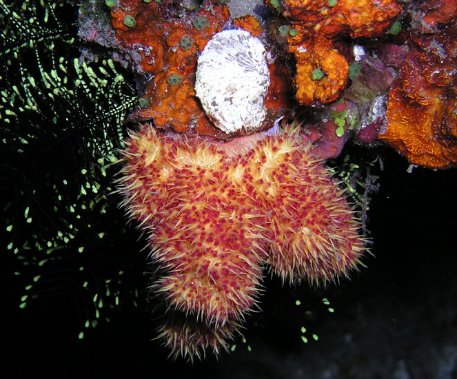 Cotton Candy Tree Coral