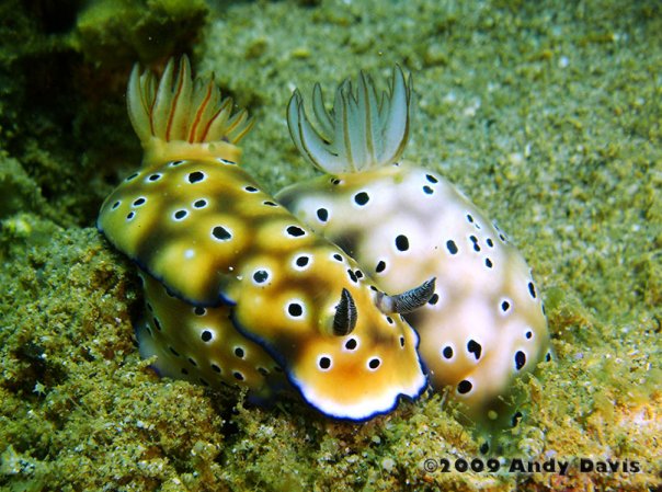 Courting Nudibranch