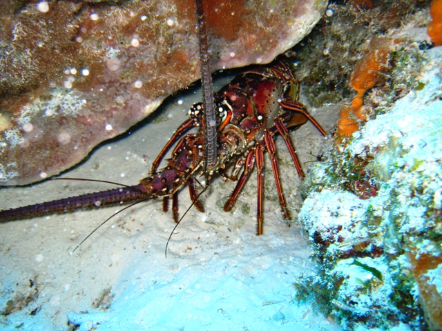 couzumel_scuba_038