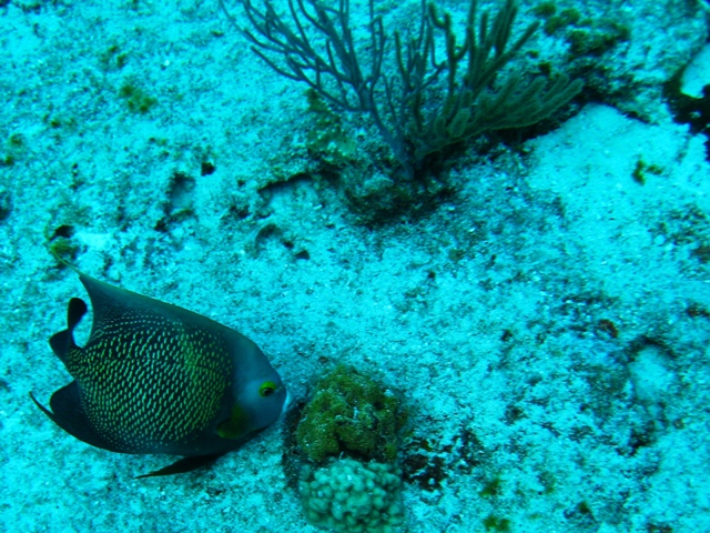 couzumel_scuba_073