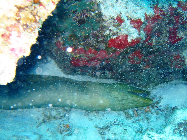 couzumel_scuba_081