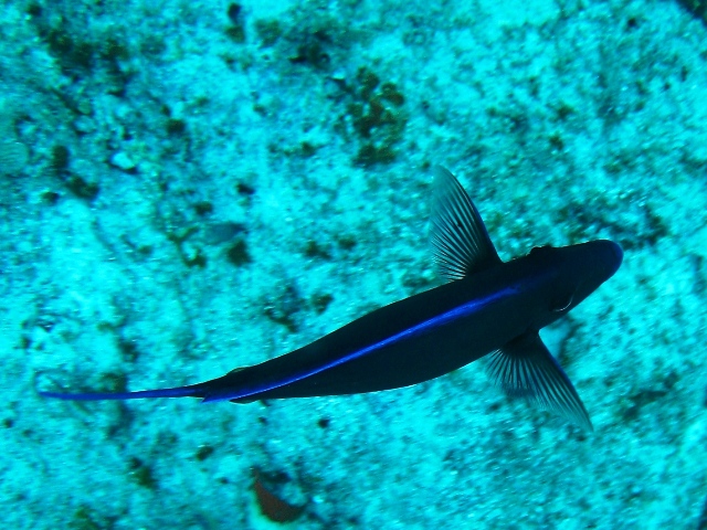 couzumel_scuba_123