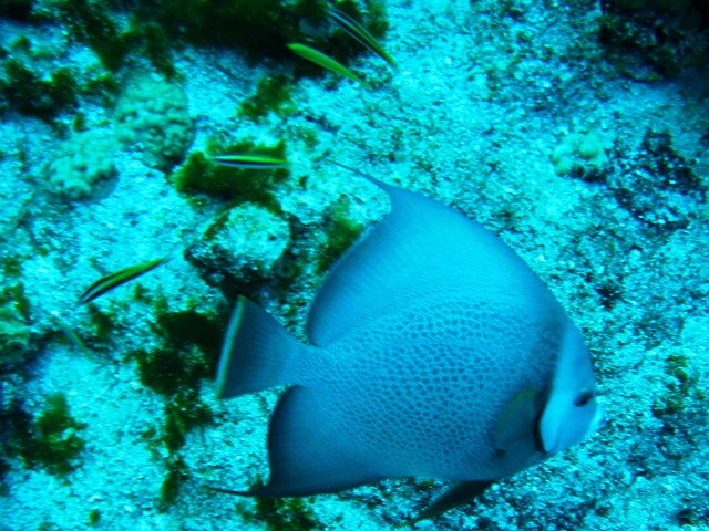 couzumel_scuba_139