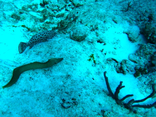 couzumel_scuba_144