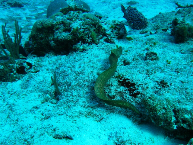 couzumel_scuba_146