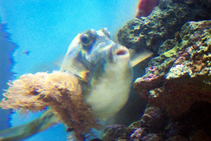 cow fish. Ain't he adorable