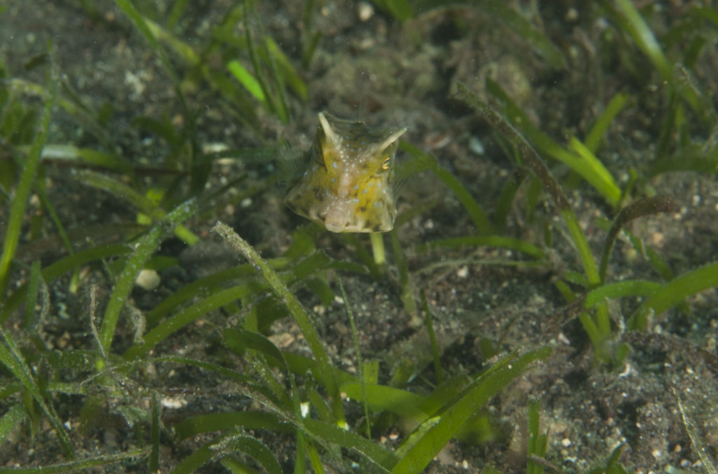 Cow fish. first and only time I've seen one