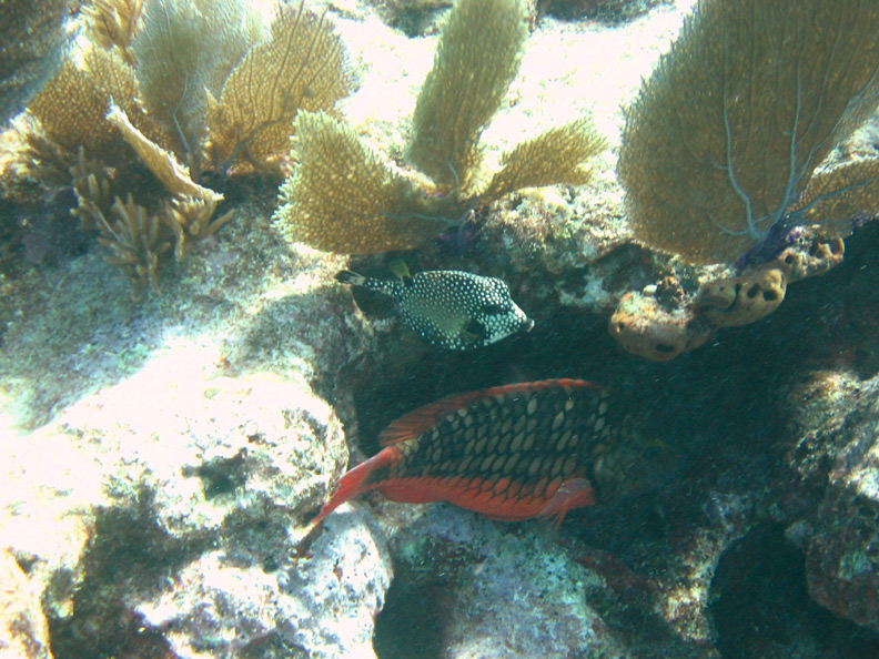 Cowfish and Parrotfish