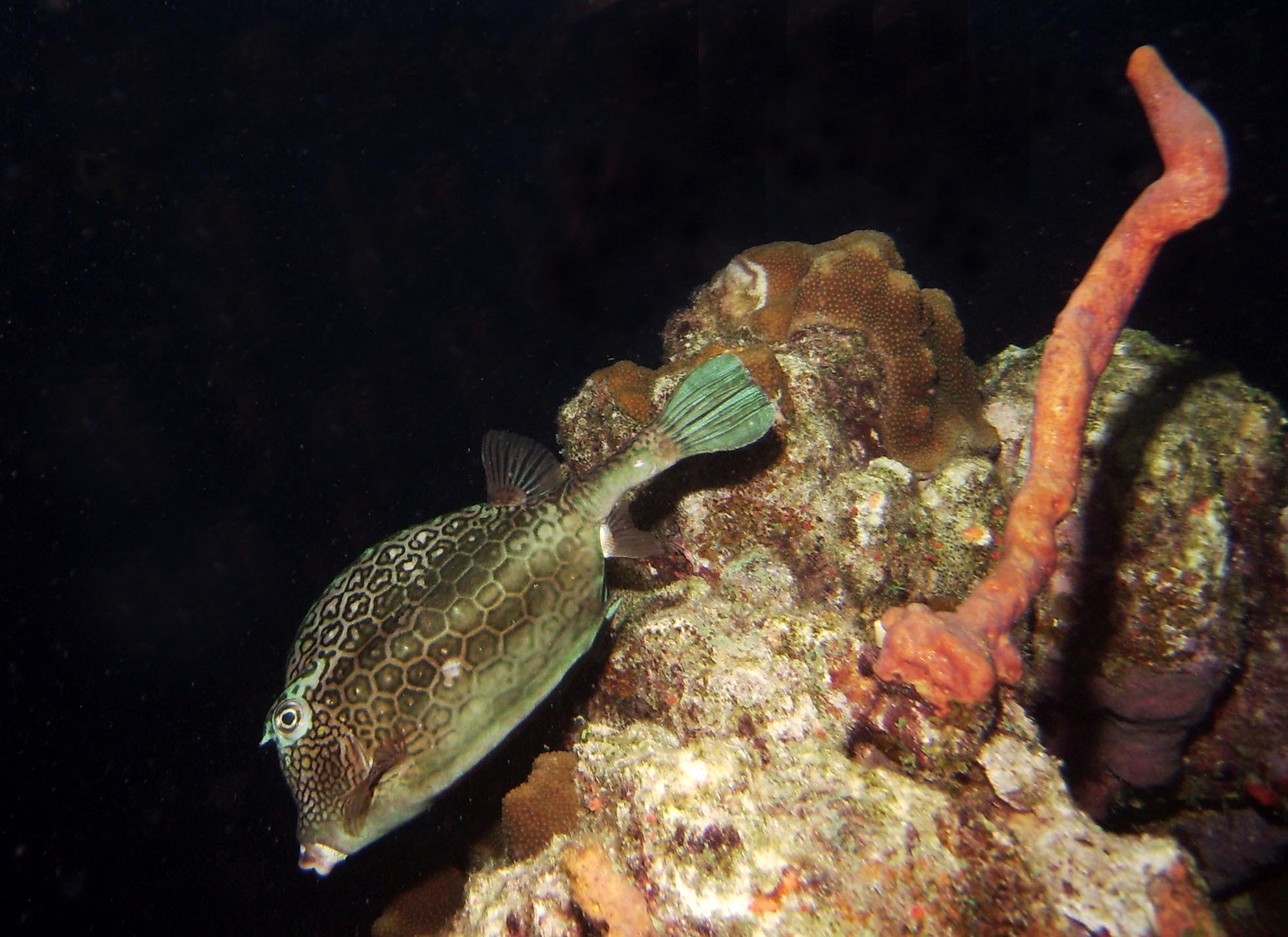 cowfish at dawn
