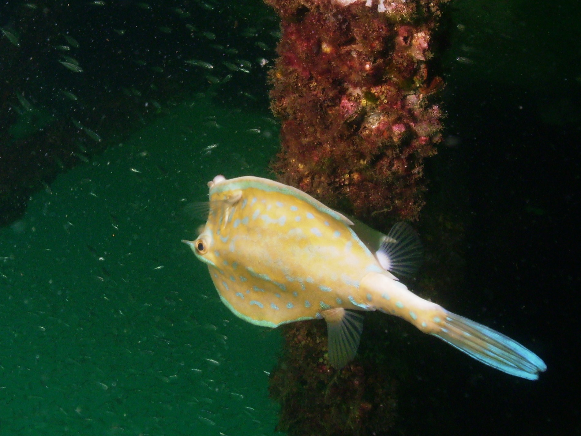 Cowfish at the coal barges (specific type?)
