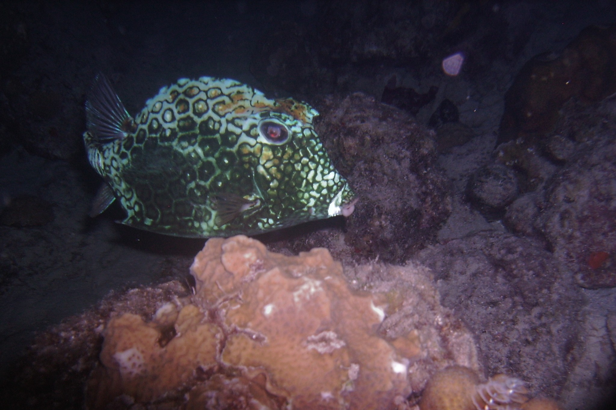 Cowfish, night dive