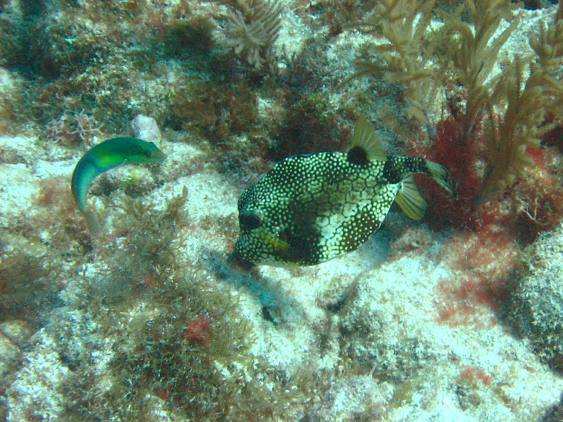 Cowfish1