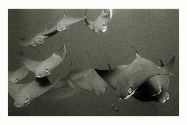 Cownose Rays