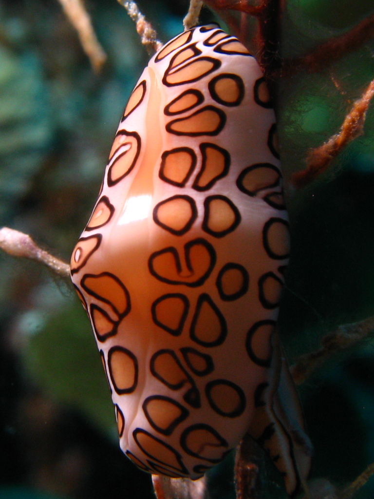 Cowrie in Bonaire