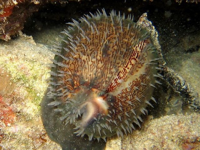 Cowrie with Mantel