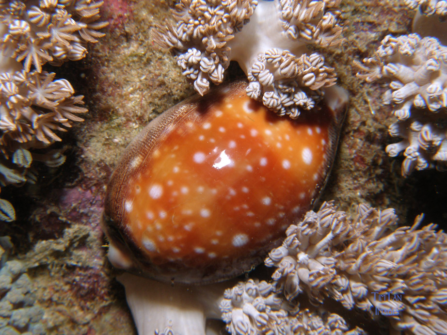 cowrie