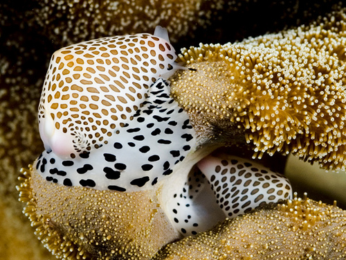 Cowries on leather coral