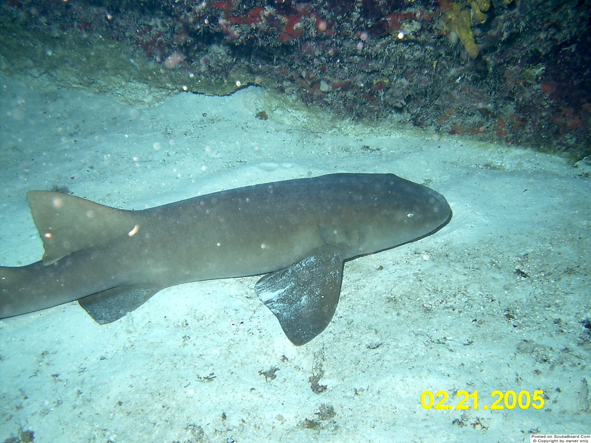 Coz Nurse Shark