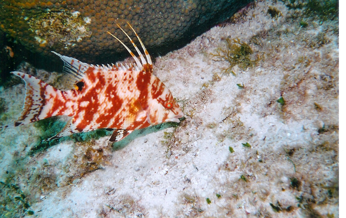 cozhogfish