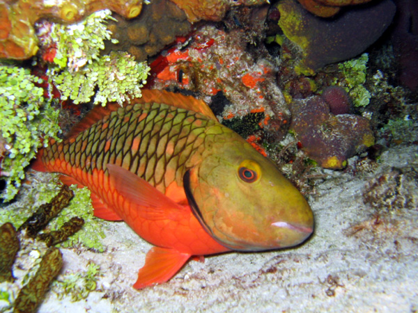 cozparrotfish