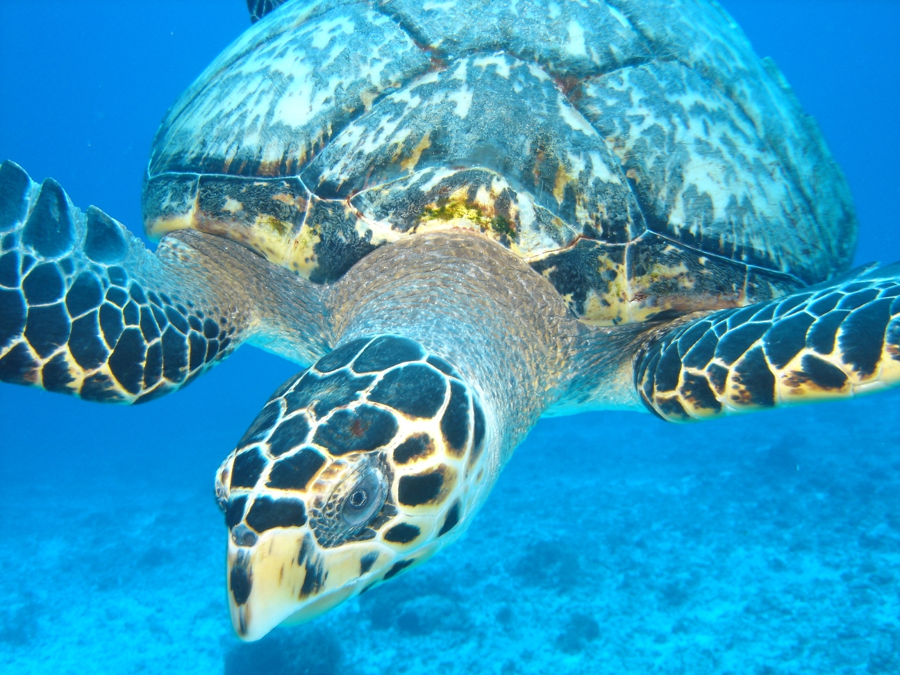 Cozumel '08