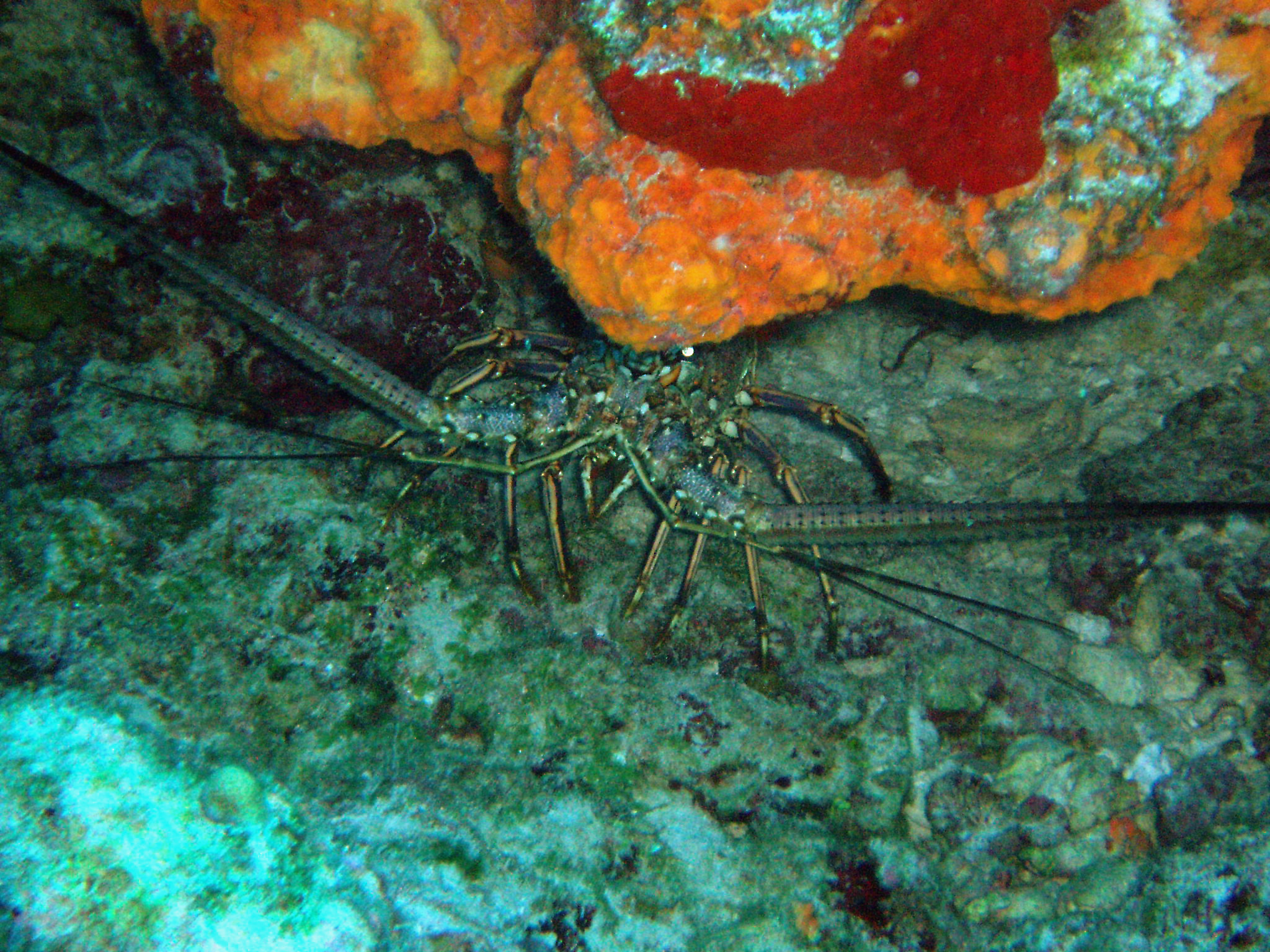 Cozumel 11