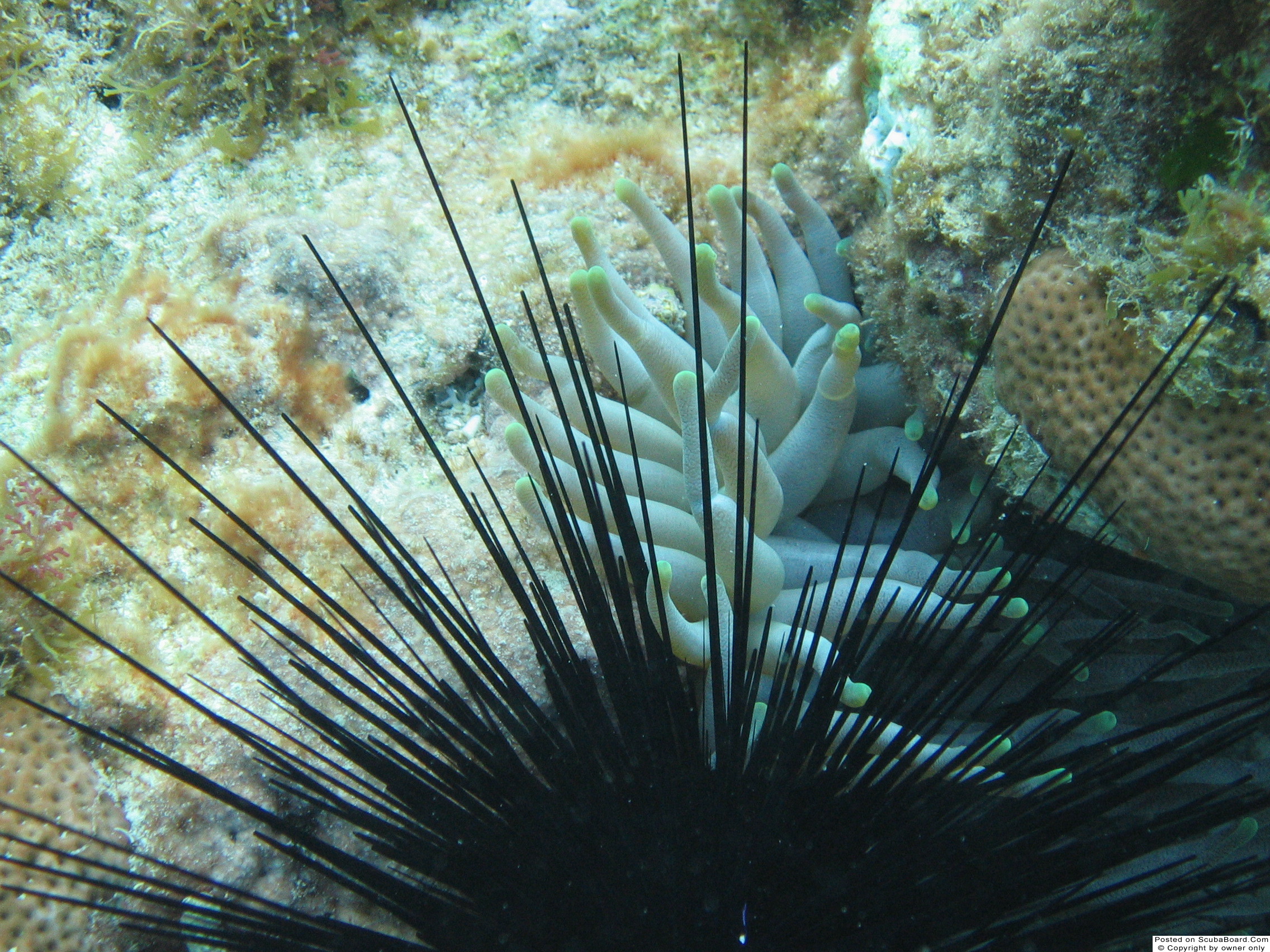 Cozumel-1st_3_dives_014