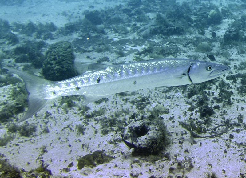 Cozumel 2005