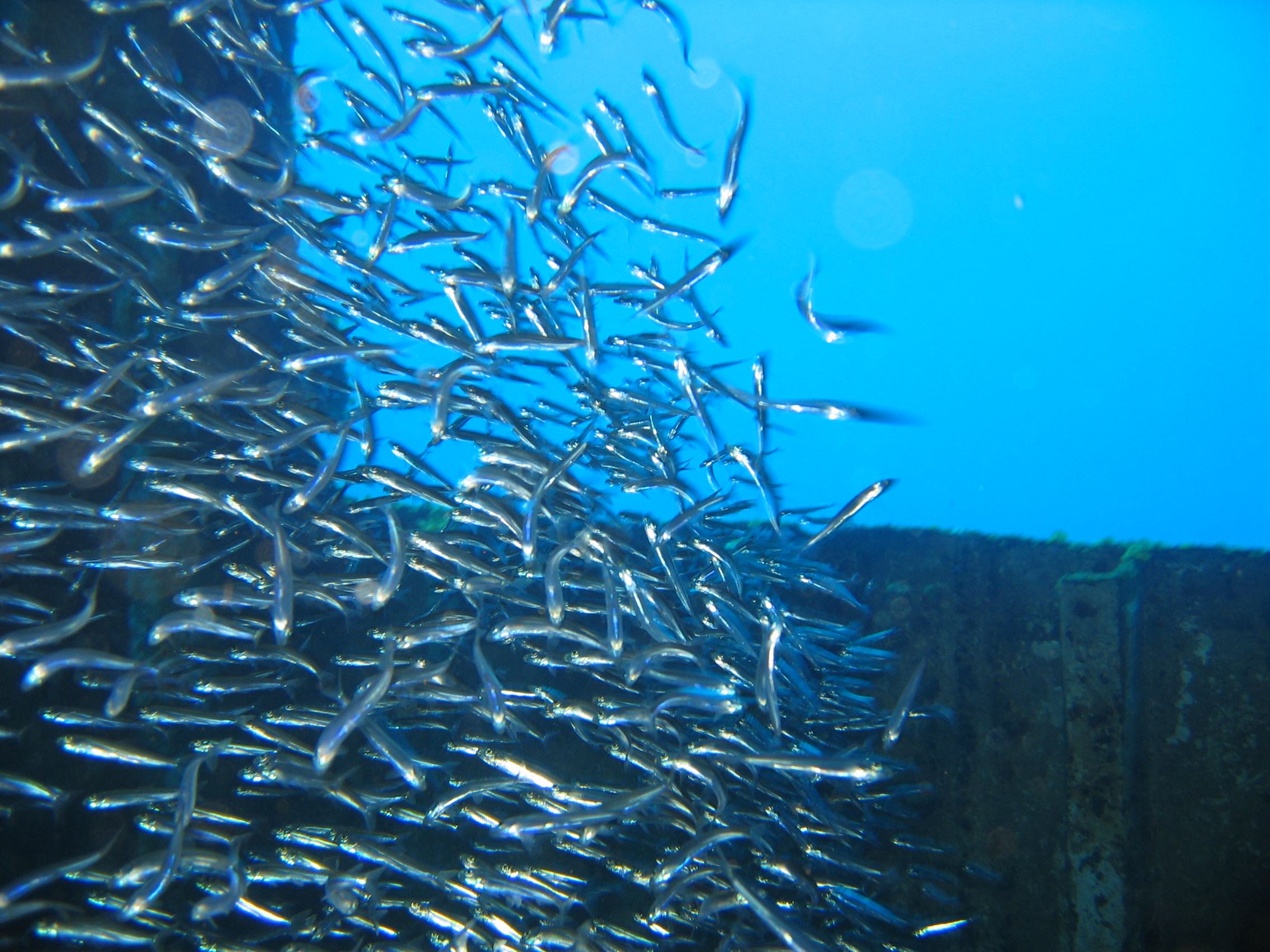 Cozumel 2005