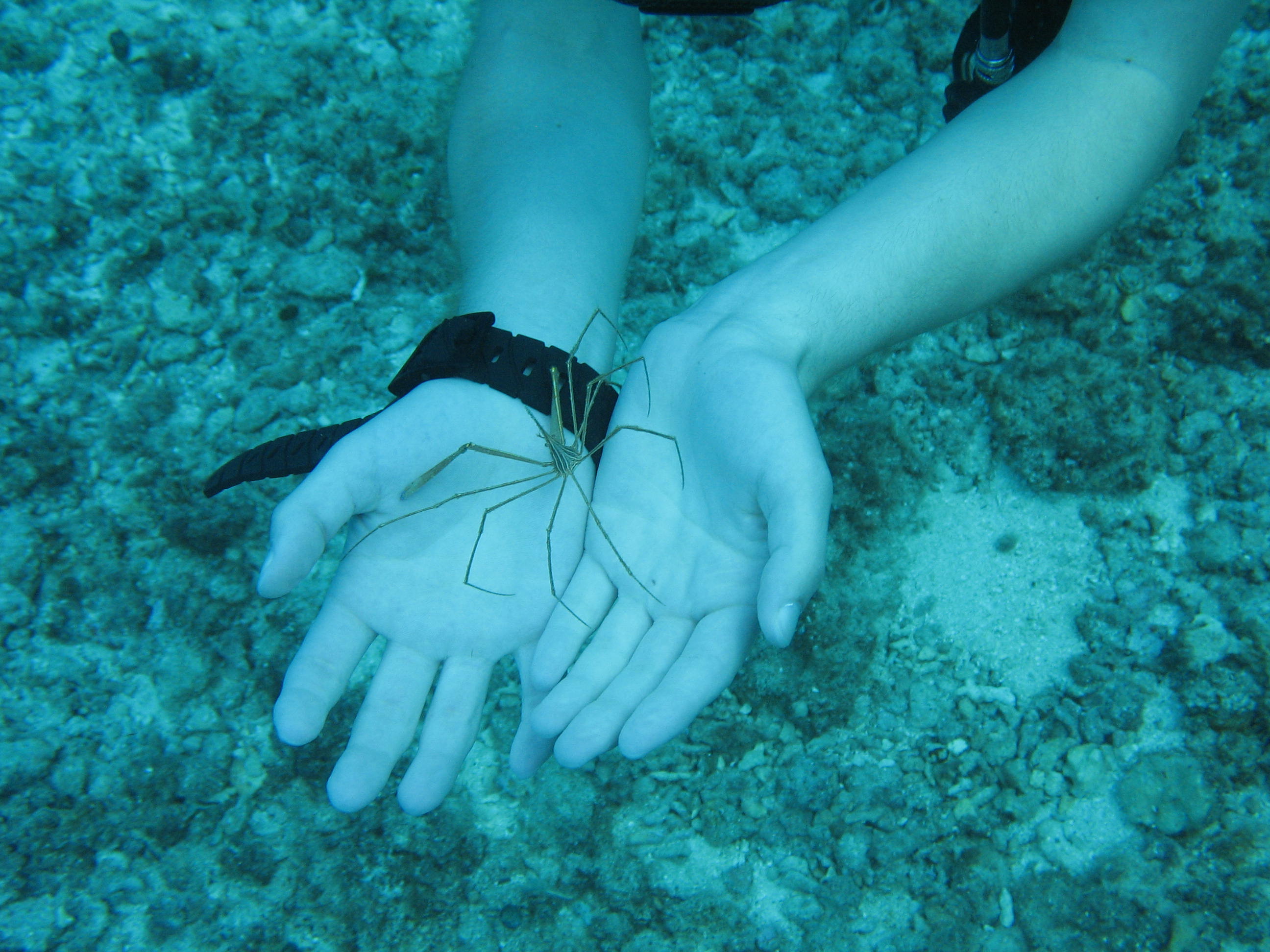 cozumel 2008