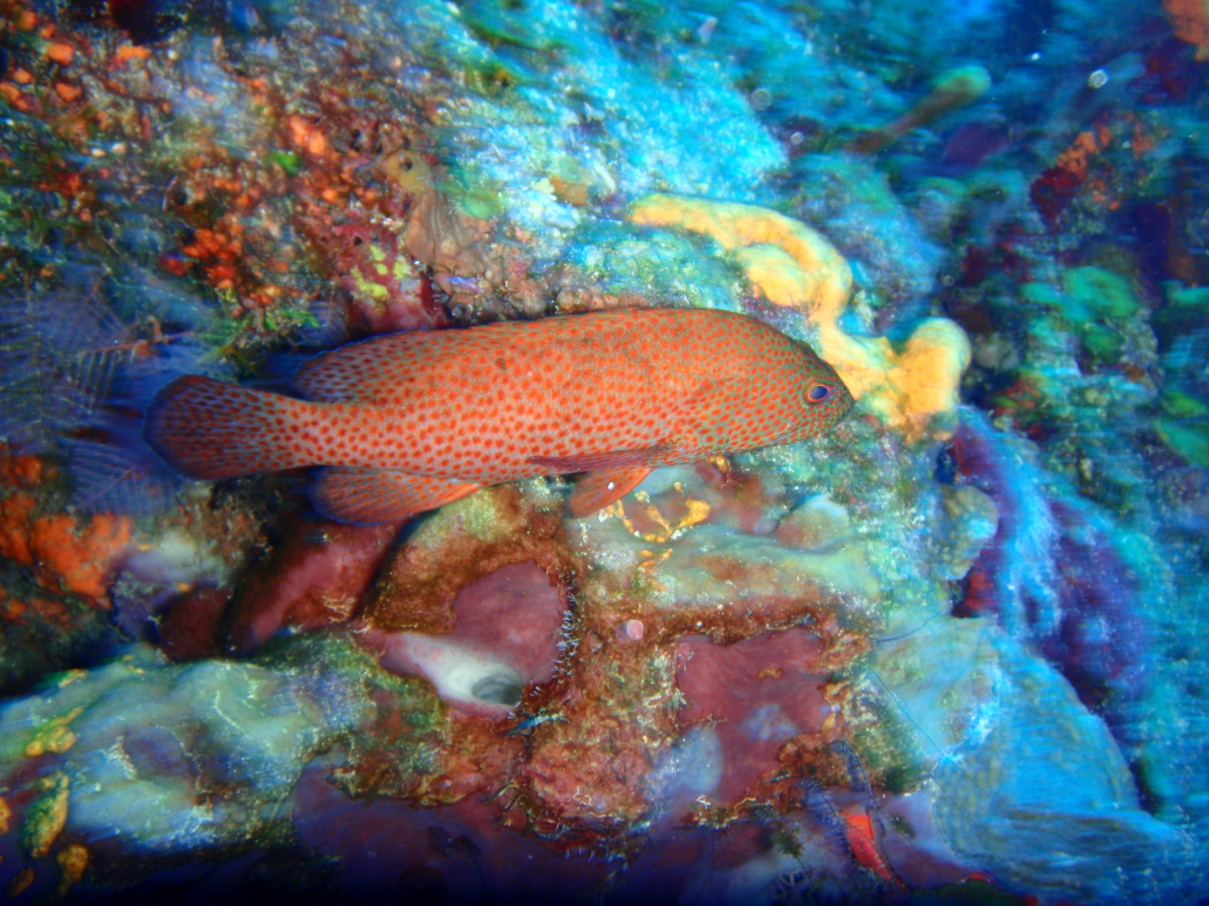 Cozumel, 2009