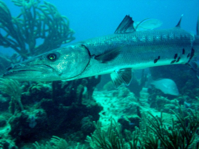 Cozumel 2010