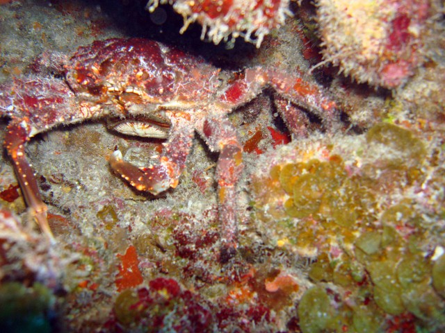 Cozumel 2010