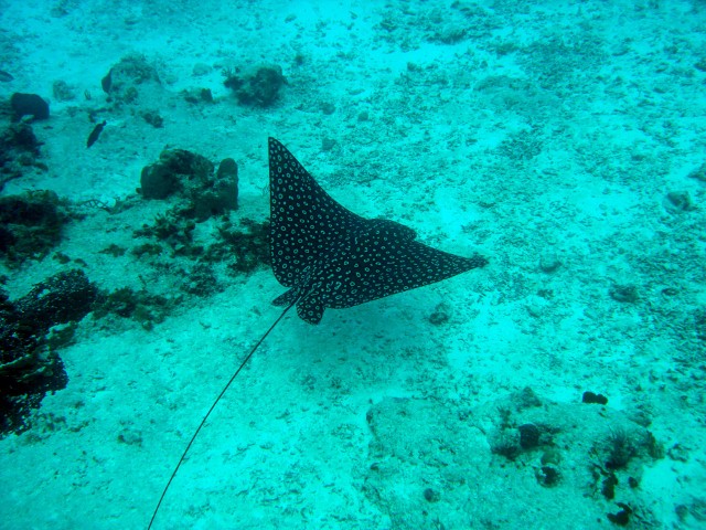 Cozumel 2010