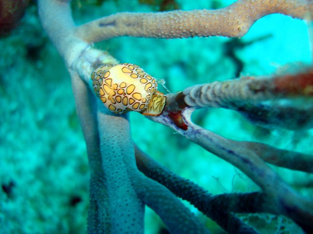 Cozumel 2010