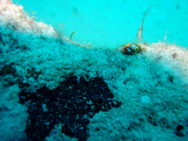 Cozumel 2010