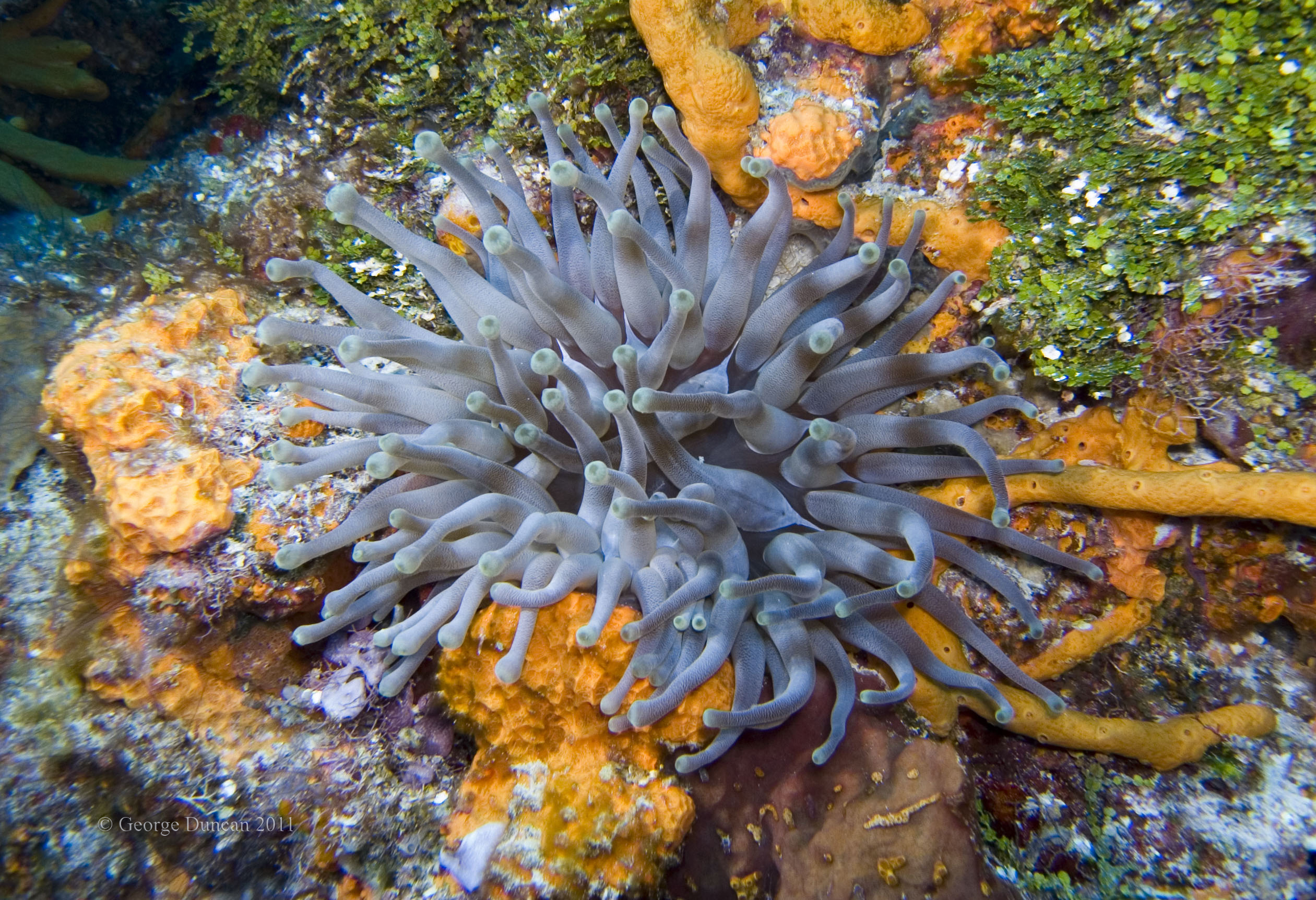 Cozumel 2011