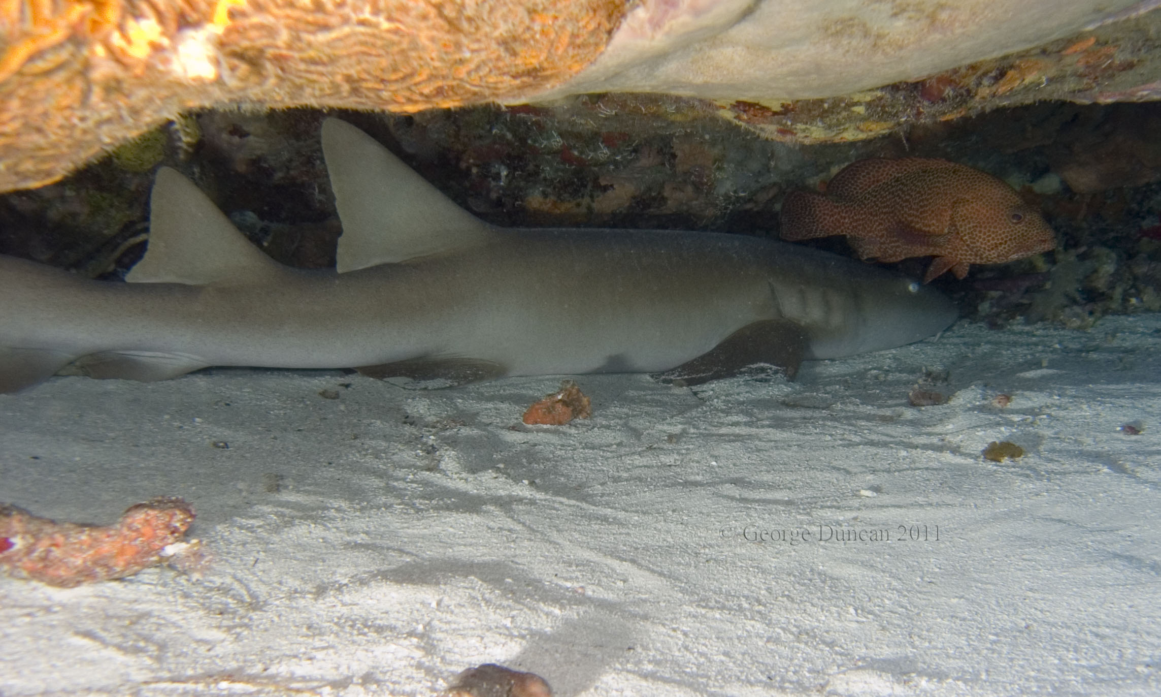 Cozumel 2011