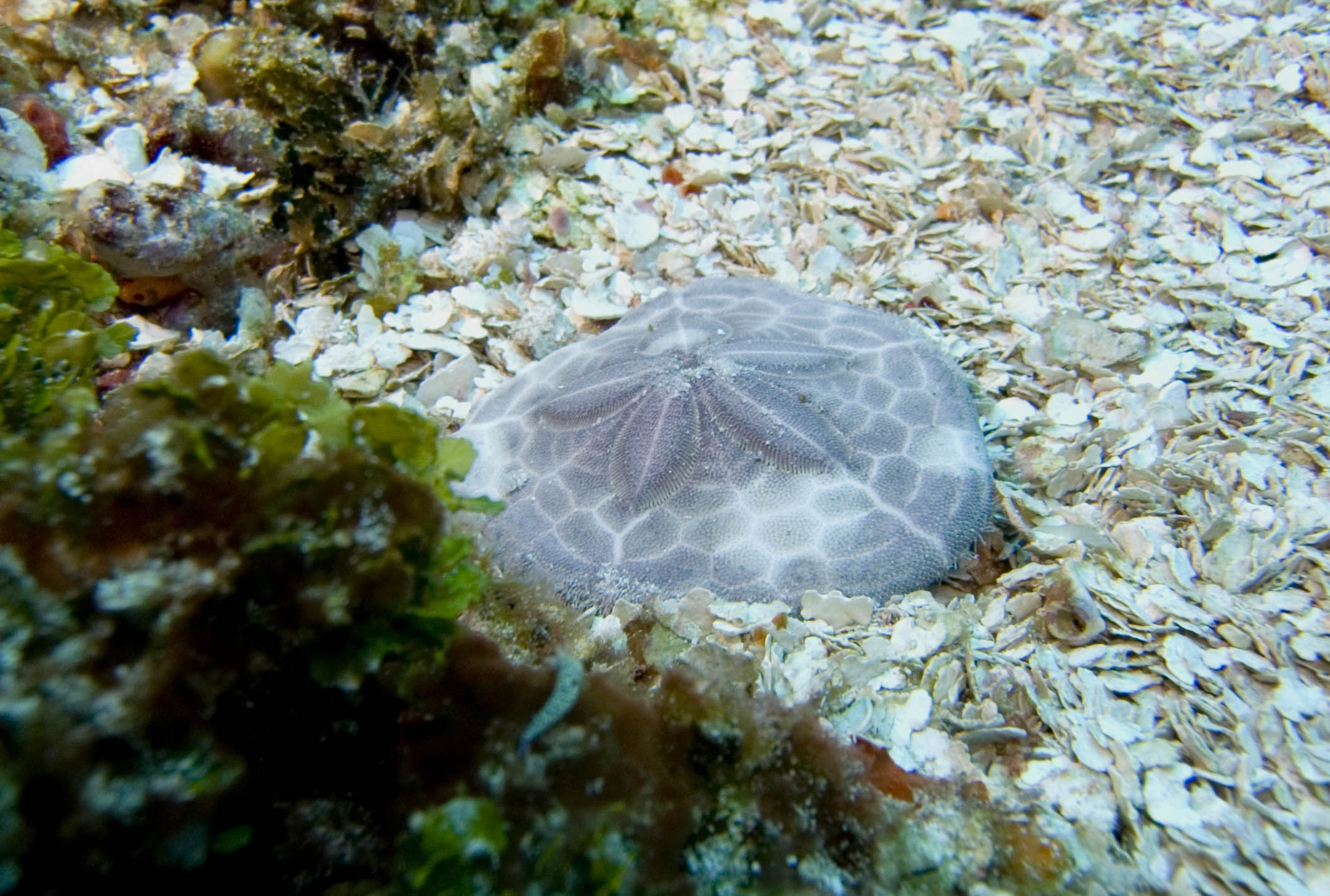 Cozumel 2011