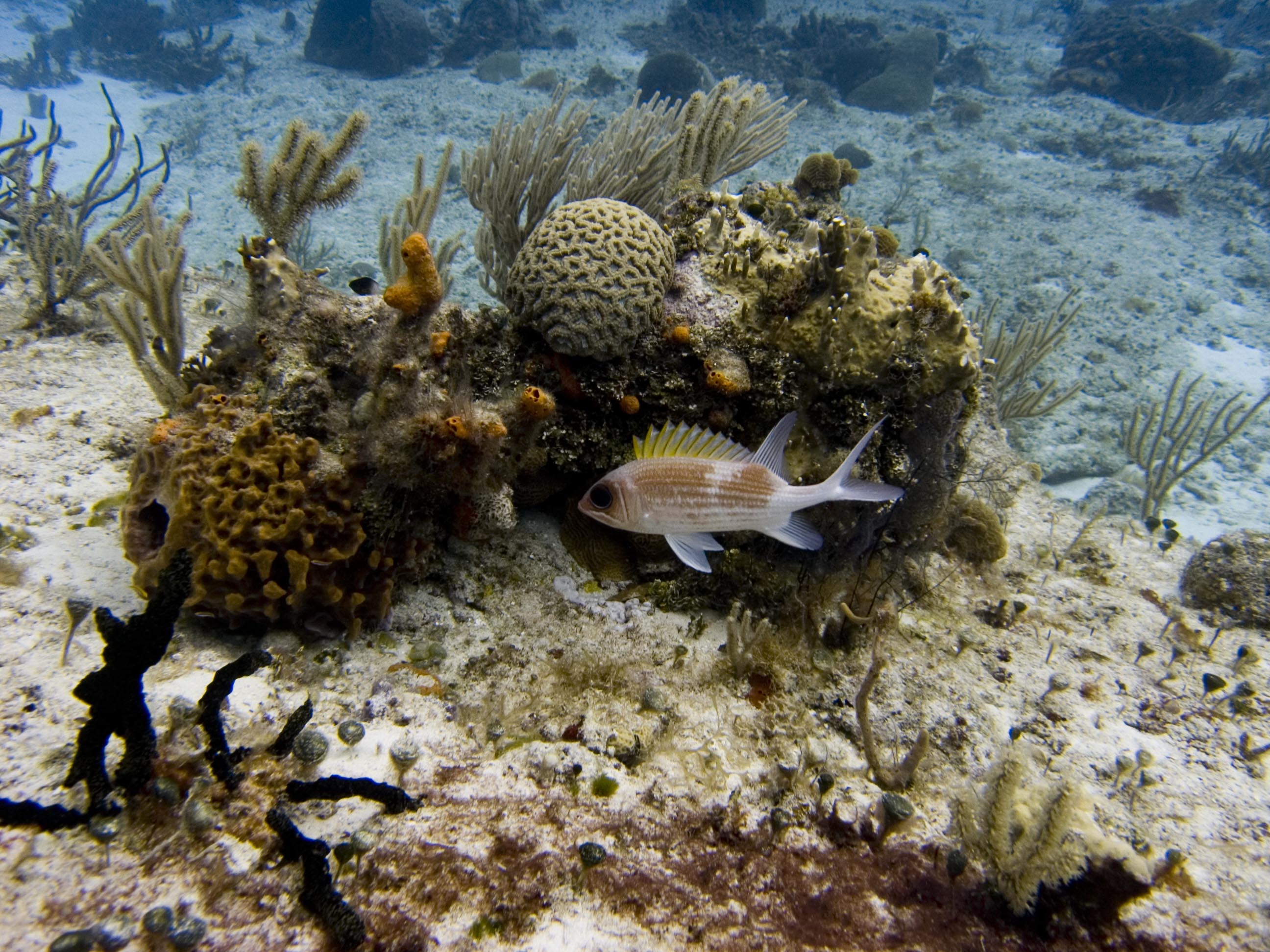 Cozumel 2011