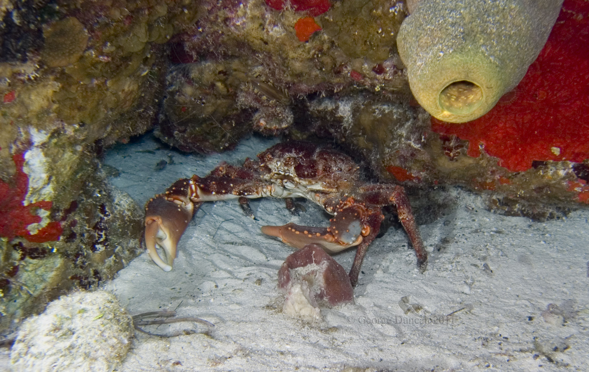 Cozumel 2011