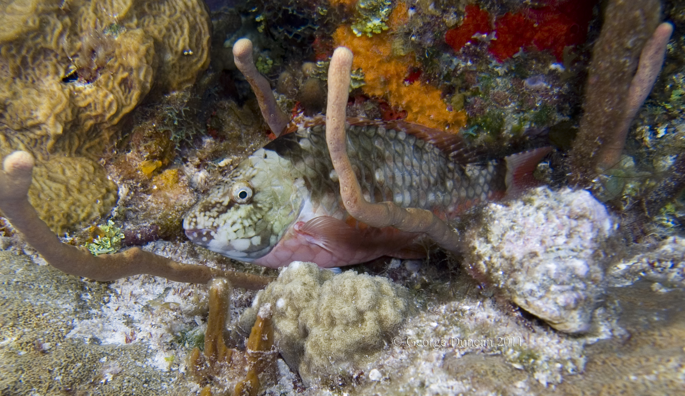 Cozumel 2011