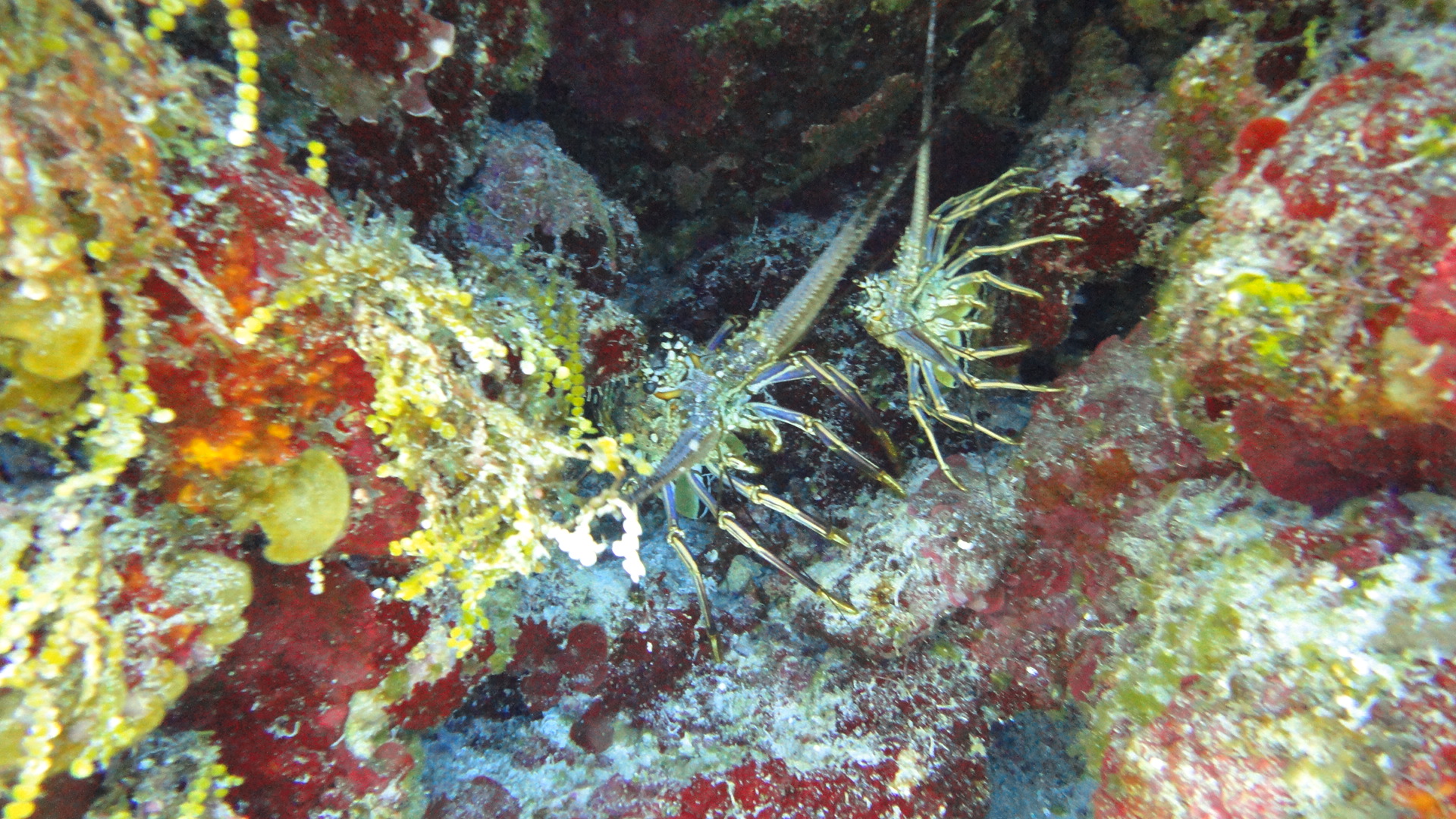 Cozumel 2011