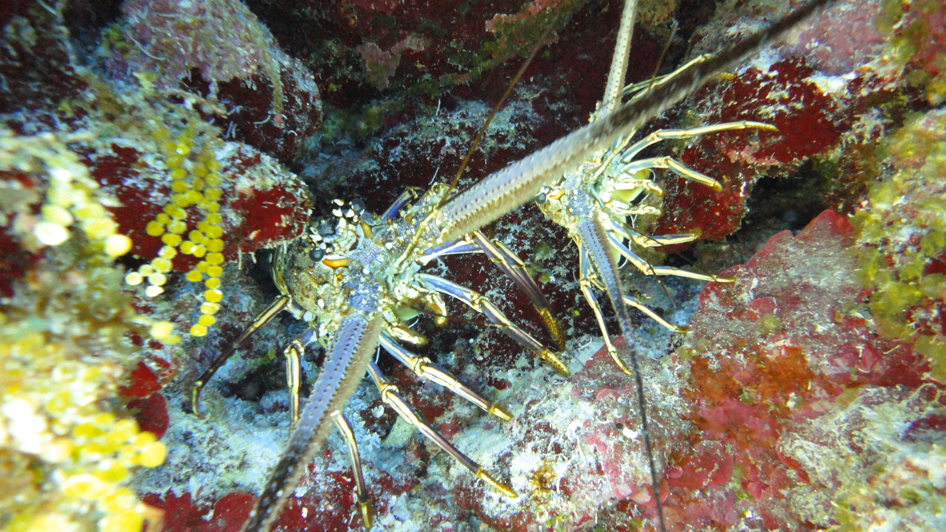 Cozumel 2011