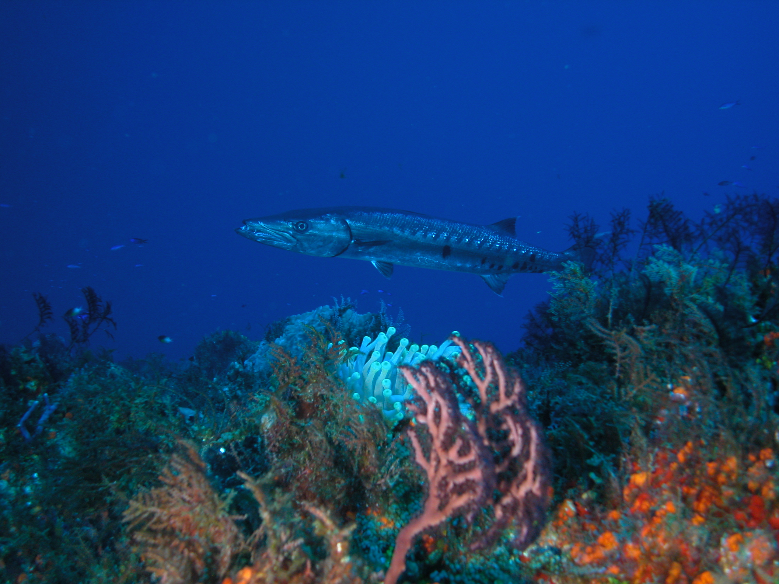 Cozumel 4/05-Barracuda