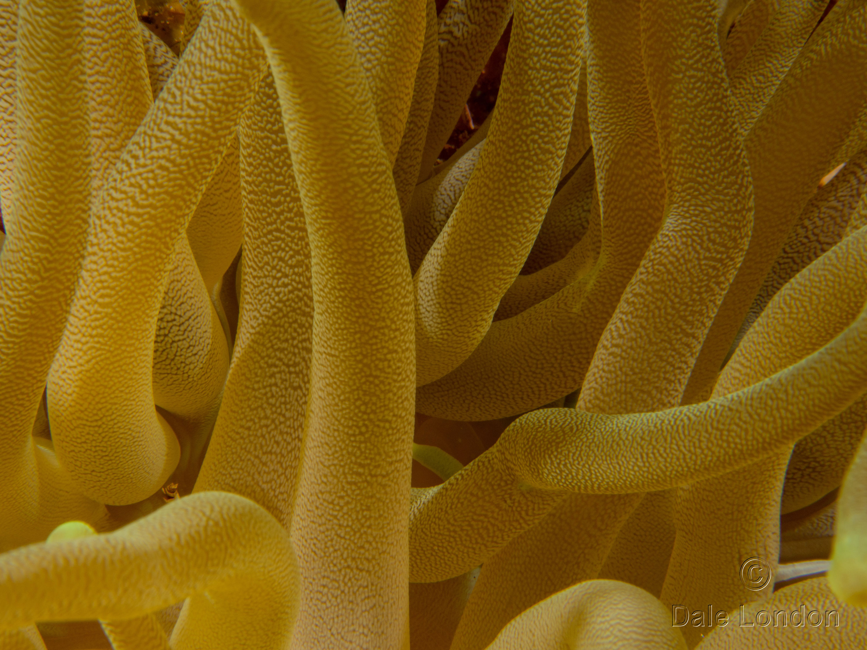 Cozumel Anemone